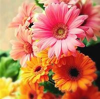 1ogatu-gerbera